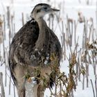 Nandu auf dem Feld