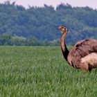 Nandu auf Wanderschaft