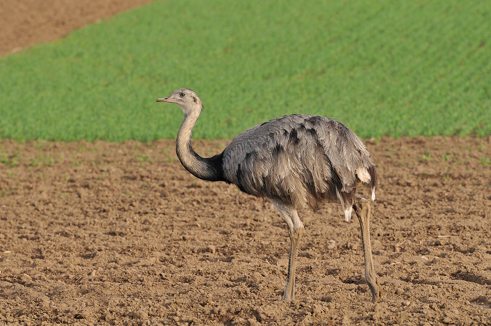 Nandu – Beim Fototermin 01