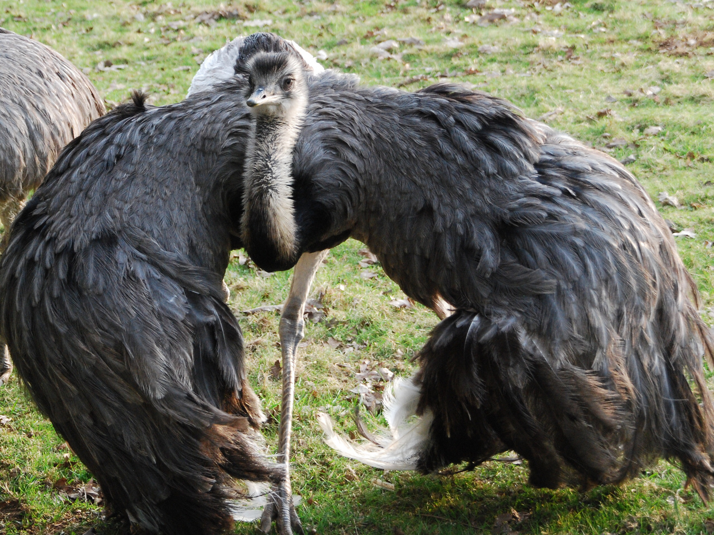 Nandu beim werben.