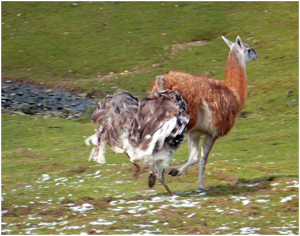 Nandu beißt und jagt Lama ...