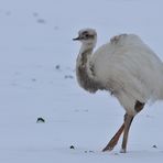 Nandu - Cremeling im Schnee 01