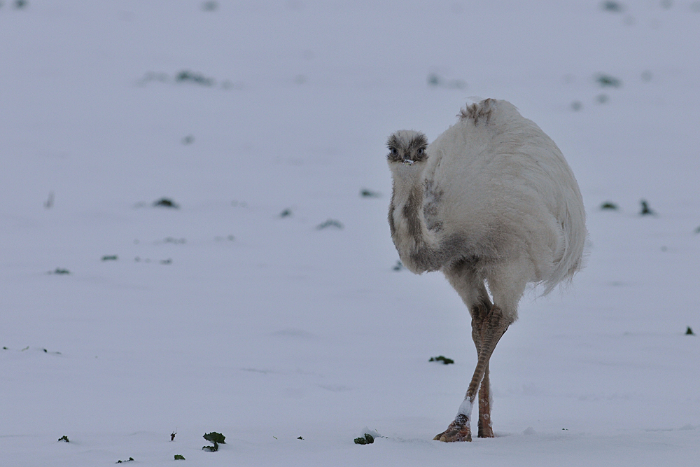 Nandu - Cremeling im Schnee 02