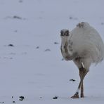 Nandu - Cremeling im Schnee 02