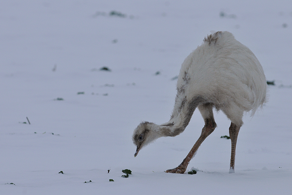 Nandu - Cremeling im Schnee 03