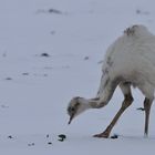 Nandu - Cremeling im Schnee 03