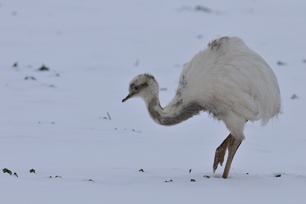 Nandu - Cremeling im Schnee 04