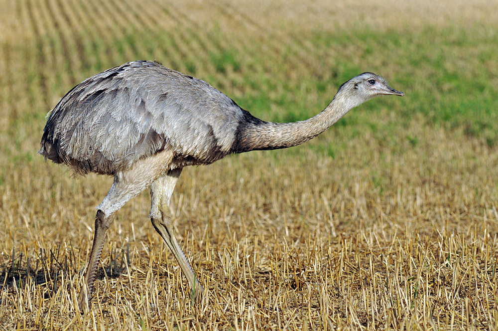 Nandu: Der lange Hals