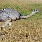 Nandu: Der lange Hals