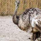 Nandu der Laufvogel aus Südamerika