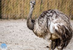 Nandu der Laufvogel aus Südamerika