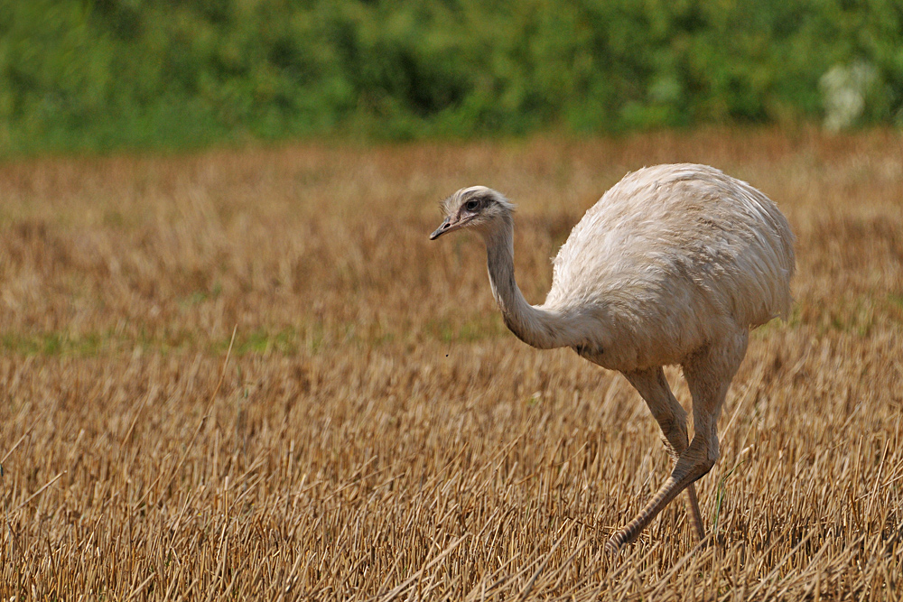 Nandu: Der Weiße in der Mittagssonne