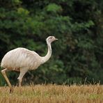 Nandu: Der Weiße – ohne Sonne gleich viel besser