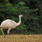 Nandu: Der Weiße – ohne Sonne gleich viel besser