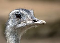 Nandu