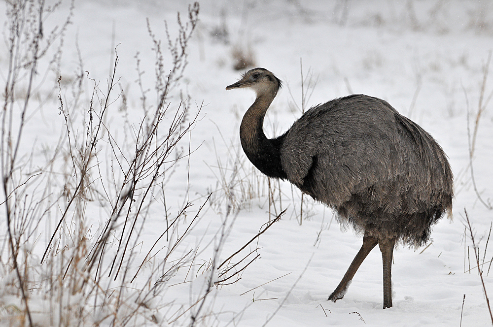 Nandu - Eleganz im Schnee 02