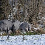 Nandu - Frühlingsgefühle