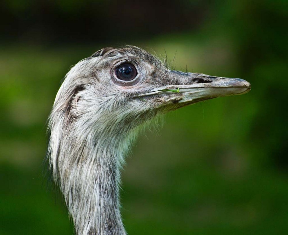 Nandu -  Hagenbecks Tierpark