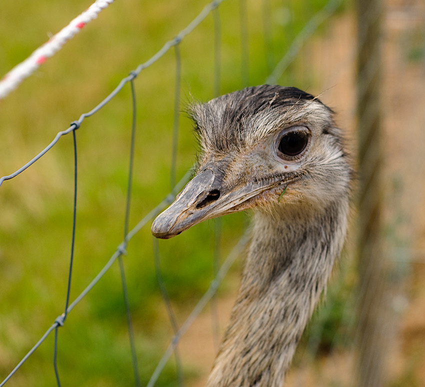 Nandu hinter Gittern.