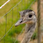 Nandu hinter Gittern.