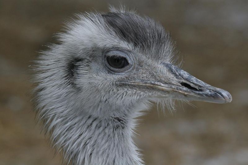 Nandu im Augsburger Zoo