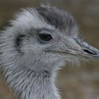 Nandu im Augsburger Zoo