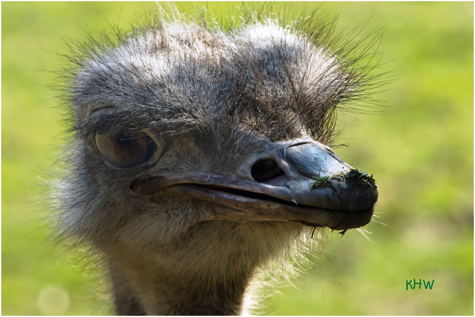 Nandu im Krefelder Zoo