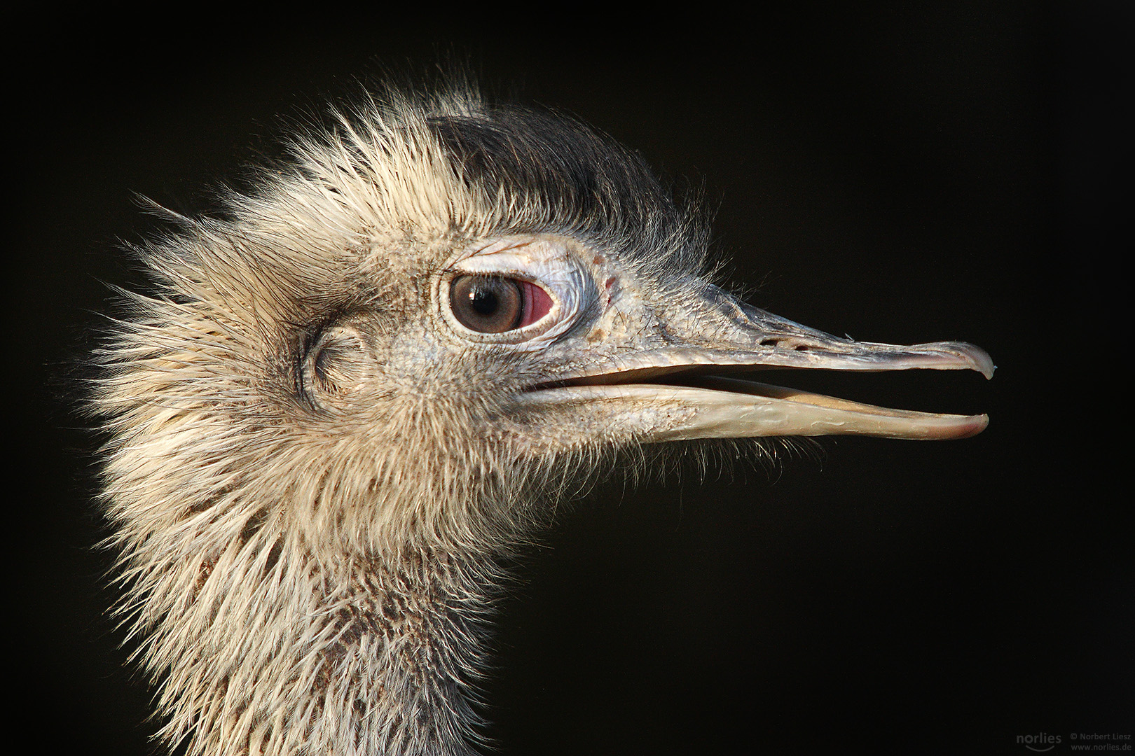 Nandu im Licht