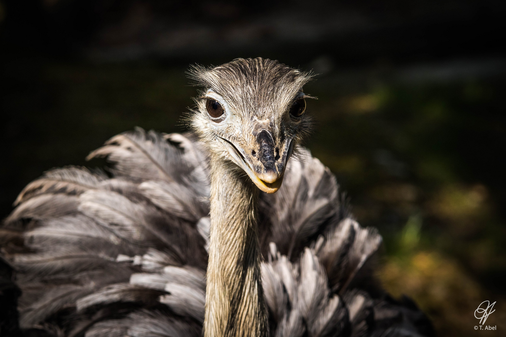 Nandu im Opelzoo