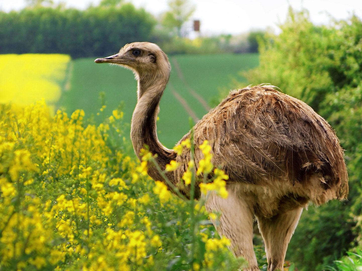 Nandu im Rapsfeld