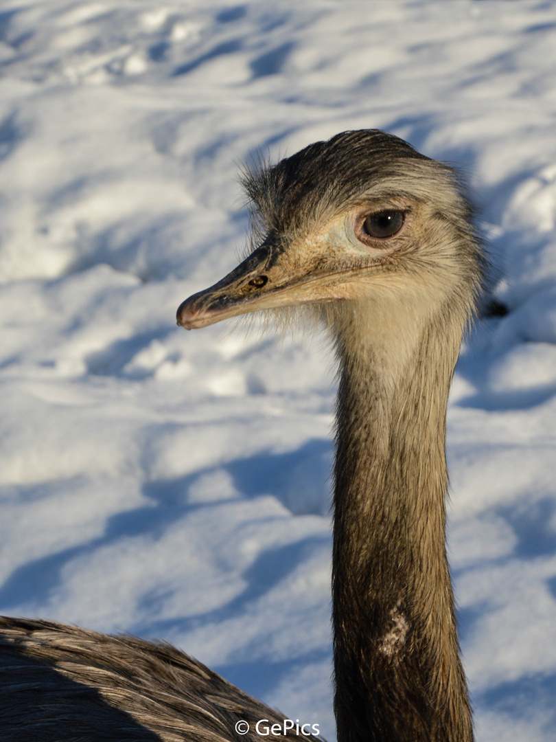 Nandu im Schnee