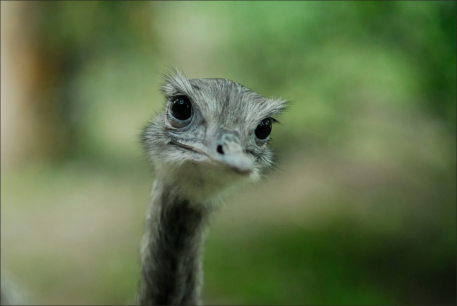 Nandu im Tierpark Gera von Hans-Peter Haehn 