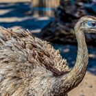 Nandu im Wormser Tiergarten