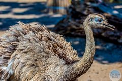 Nandu im Wormser Tiergarten