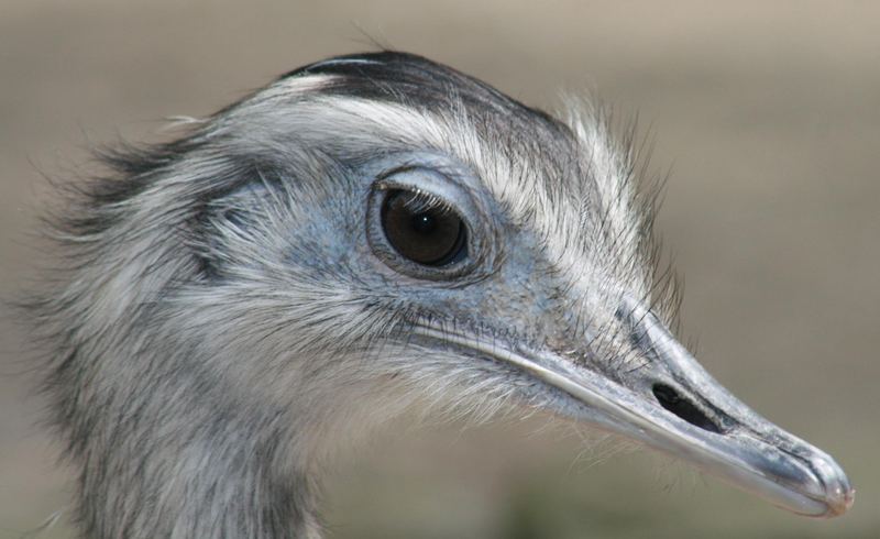 Nandu im Zoo Hannover