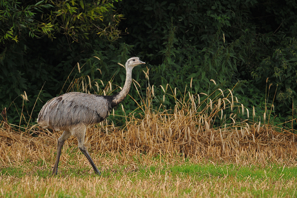 Nandu: Immer am Waldrand lang