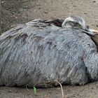 Nandu, in der Schlafposition...