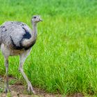 Nandu in freier Wildbahn.