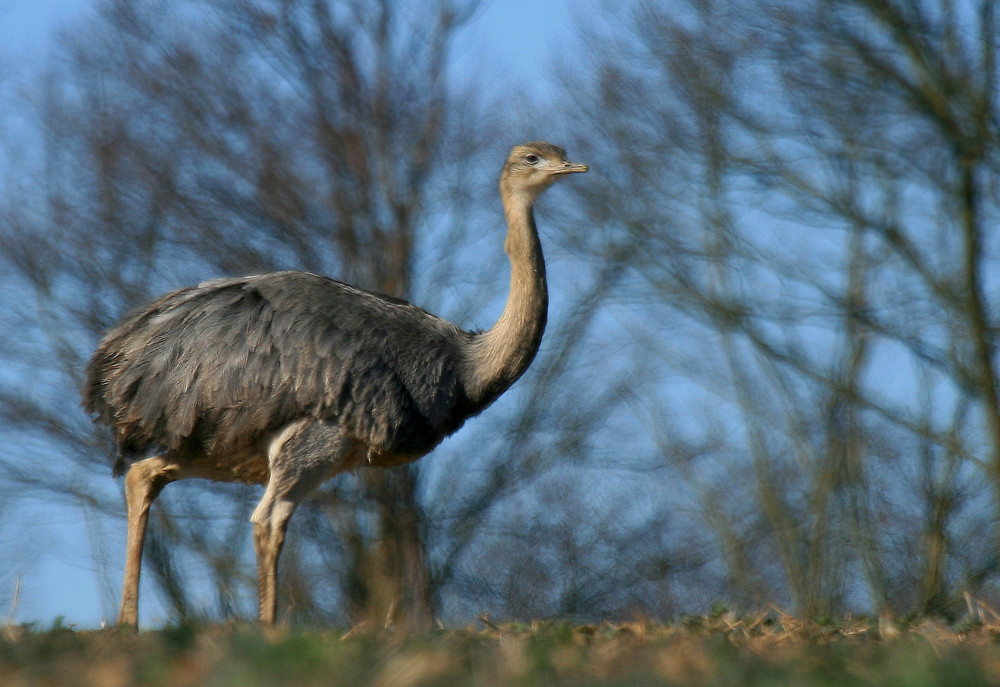 Nandu in Mecklenburg Vorpommern