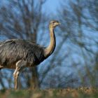 Nandu in Mecklenburg Vorpommern