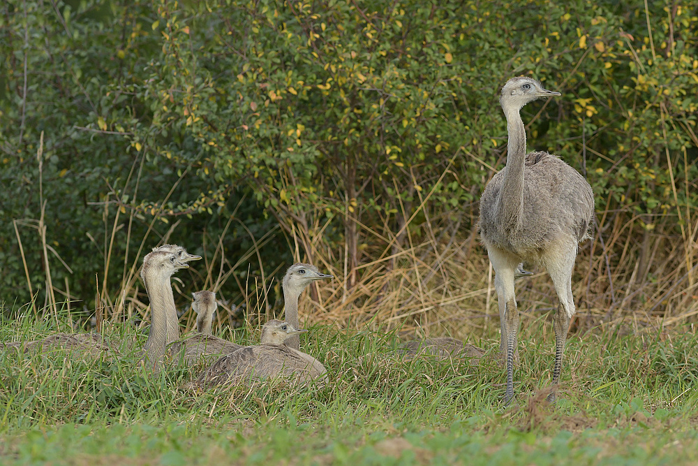 Nandu – Jugend im Herbst 09