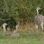 Nandu – Jugend im Herbst 09