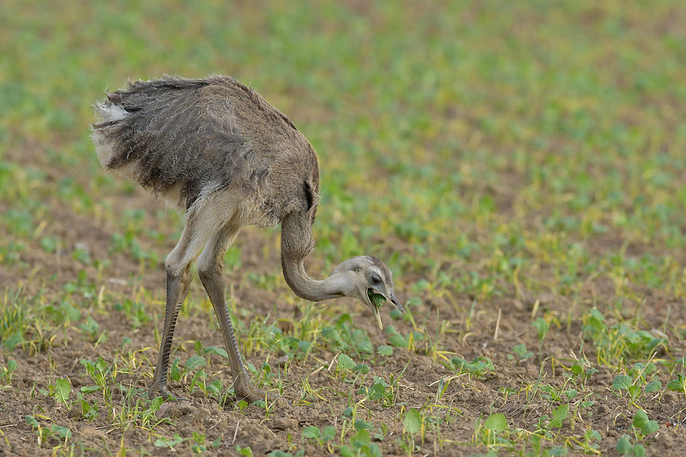 Nandu – Jugend im Herbst 10