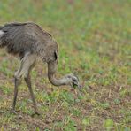 Nandu – Jugend im Herbst 10