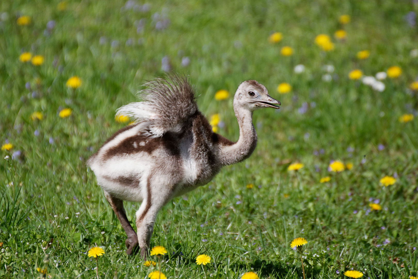 Nandu Küken entdeckt die Wiese