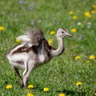 Nandu Küken entdeckt die Wiese