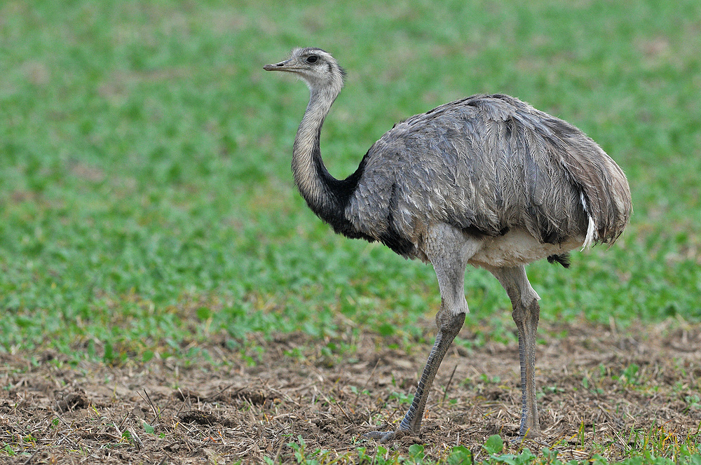 Nandu – Laufwerk (Große Ausführung)