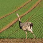 Nandu – manchmal doch ein schräger Vogel?