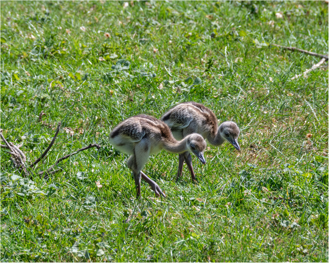 Nandu-Nachwuchs