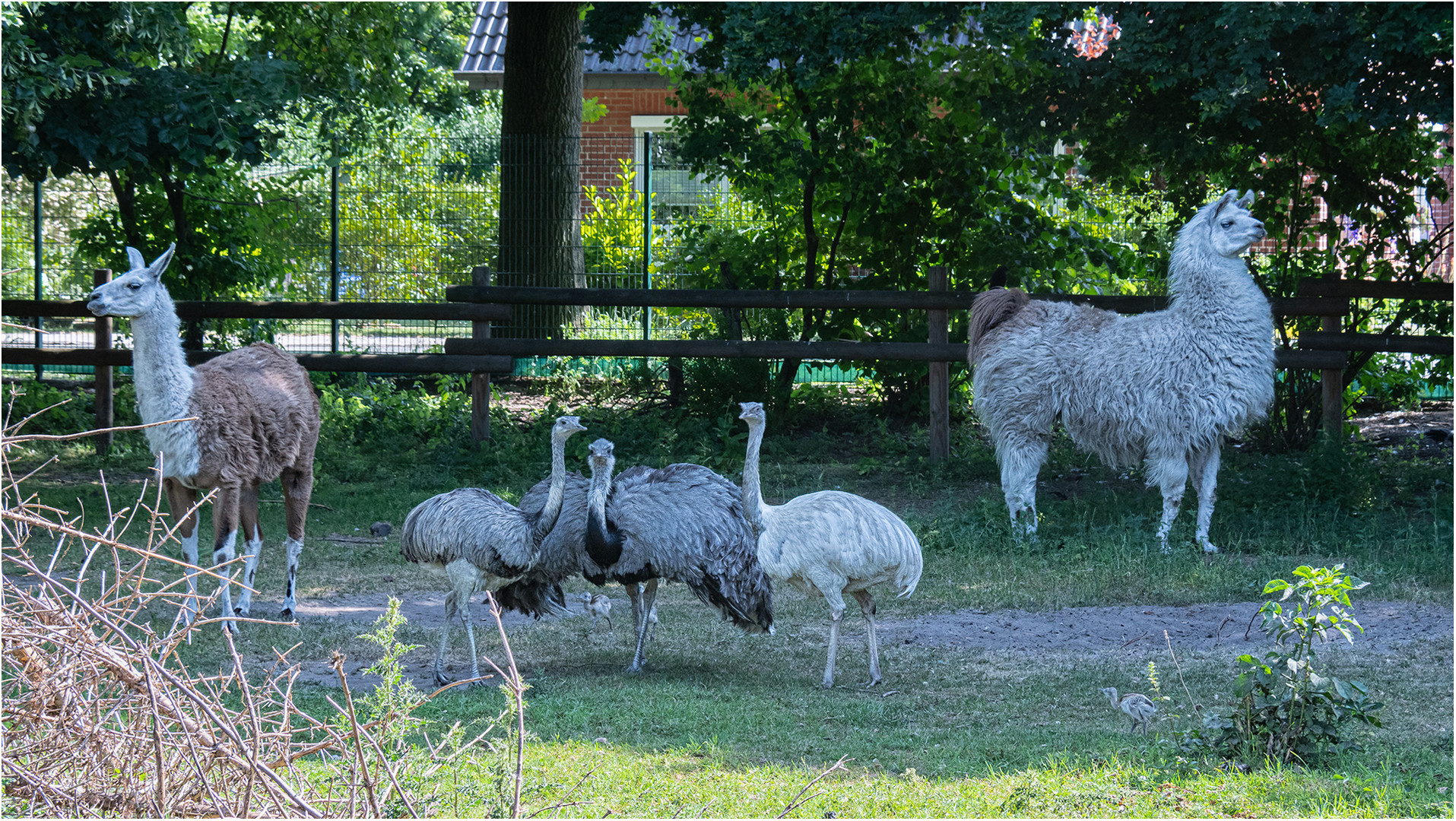 Nandu-Nachwuchs